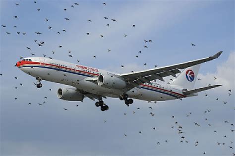 What Is A Bird Strike And What Damage Can It Cause? - Simple Flying