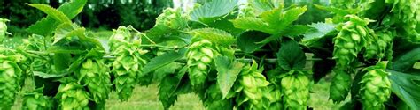 Tips on how to easily grow your own hops - How to Home Brew Beer