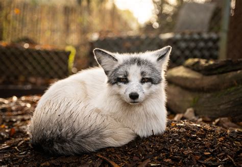 Foxes and Raccoon Dogs Find Home at Tierart Wild Animal Sanctuary - FOUR PAWS Australia - Animal ...