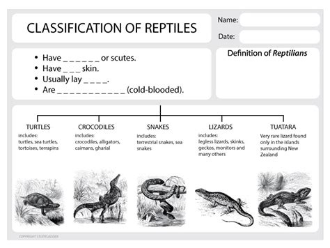 Classification of Reptiles - Studyladder Interactive Learning Games