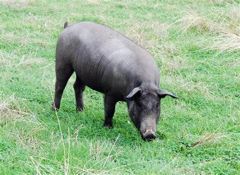 Black Iberian Pigs — The Complete Guide: Everything You Need to Know | Pet Pig World