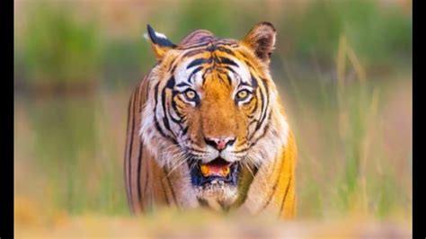 Man mauled by wild animal in Pilibhit, tiger attack suspected | Latest News India - Hindustan Times