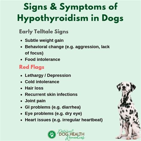 hypothyroidism in dogs symptoms pictures – thyroid problems in dogs ...