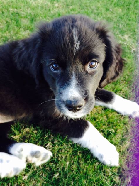 Adorable little mix golden retriever and border collie | Border collie ...