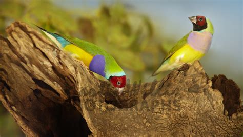 Buy Gouldian Finches at nest Image Online - Print & Canvas Photos ...