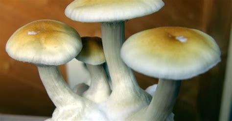 Buy Magic Mushrooms: How To Grow Magic Mushrooms: Indoors