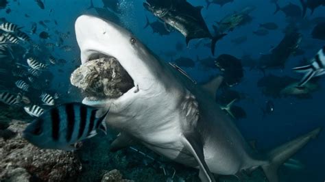 Shark Attack Surge in North Carolina: What Could Be Behind It - Good Morning America