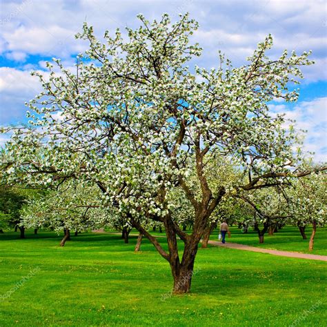 White blossom of apple trees — Stock Photo © Vladitto #2555394