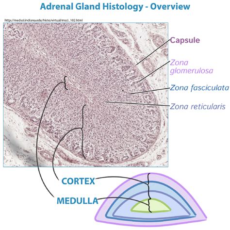 Zona Fasciculata Histology