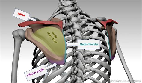 Shoulder bony landmarks | Anatomy For Sculptors