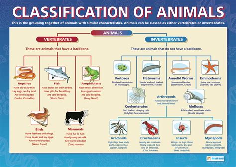 Classification of Living Things - Poster Project - Year 3, WCC NWS