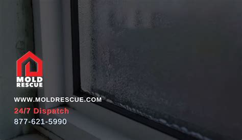 Mold On Windows From Condensation | Mold Rescue