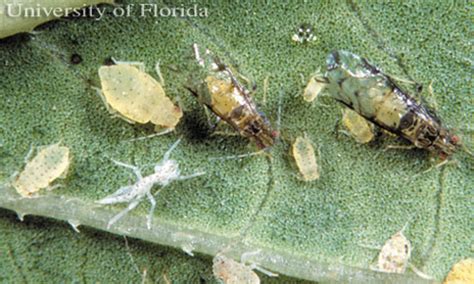 crapemyrtle aphid, Tinocallis kahawaluokalani (Kirkaldy)