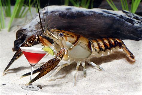 Crayfish get drunk faster when they’ve been hanging out with friends - The Verge