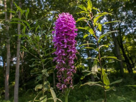 Citizen Scientists Find Rare Orchid In Virginia | DCist