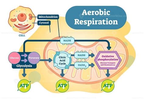 Aerobic Respiration bio anatomical vector illustration diagram - VectorMine