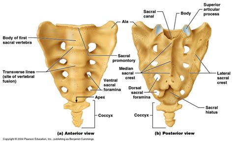 Distinguish Between the Posterior Sacral Foramina and the Sacral Canal