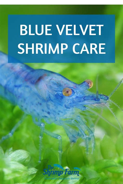 Blue velvet shrimp | Neocaridina davidi "Blue Velvet" care & info - The ...