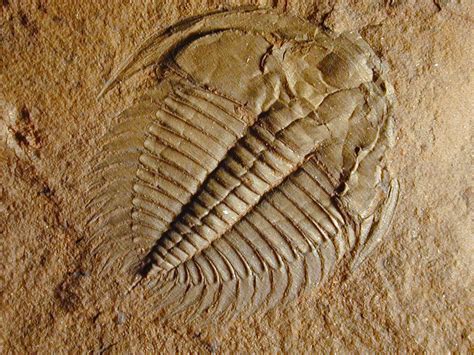 How Old Are The Oldest Fossils? - Middaz.com | Fossils, Trilobite fossil, Trilobite