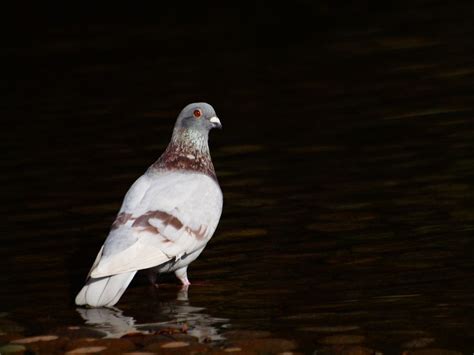 Rock Dove by William Lo on 500px | Rock, Doves, Williams