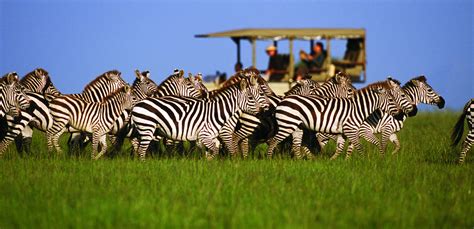 Tanzania Safaris | Luxury Bespoke Holidays | Yellow Zebra Safaris