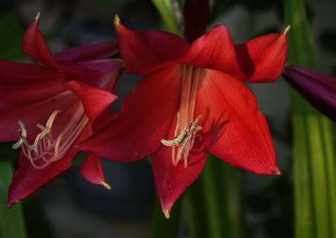 Crinum Lily | Central Texas Gardener