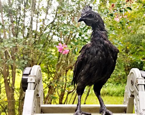 ACBA 2 – Ayam Cemani Breeders Association