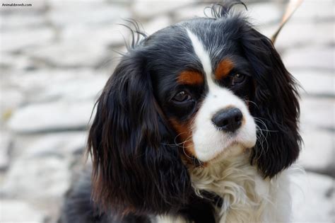 Cavalier King Charles Spaniel - Pictures, Information, Temperament ...