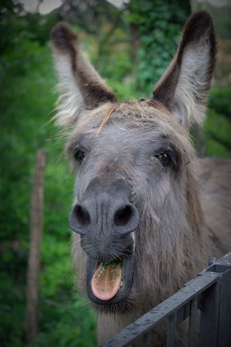 Donkey Face Funny - Free photo on Pixabay - Pixabay