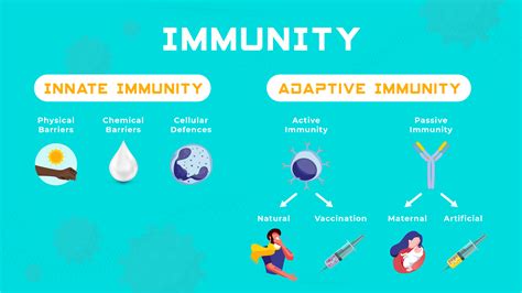 Innate vs Adaptive Immunity | Technology Networks