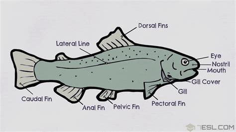 Fish Anatomy Diagram Blank