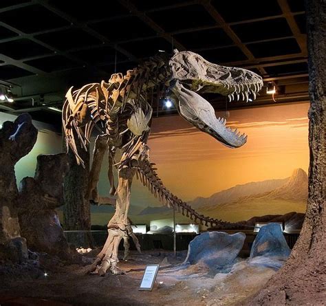 This excellent photo gives a great view of a Tyrannosaurus rex skeleton ...