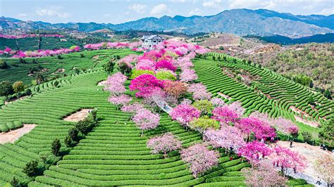 Live: Cherry blossoms in a tea garden in China's Fujian Province - CGTN