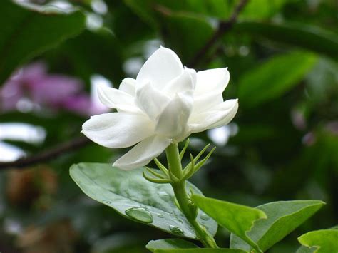 Jasmine Flower Wallpapers - Wallpaper Cave