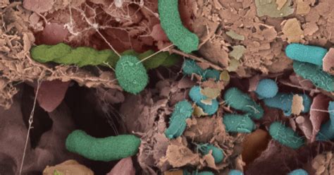 Of Bacteria and Men: A view of microbial life in soil