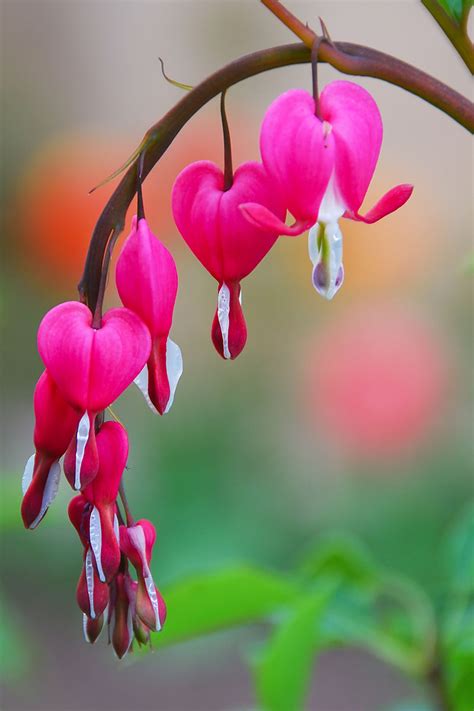 How to Grow Bleeding Hearts | Gardener’s Path