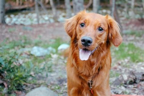 Red Golden Retriever: The Complete Dog Breed Guide | All Things Dogs