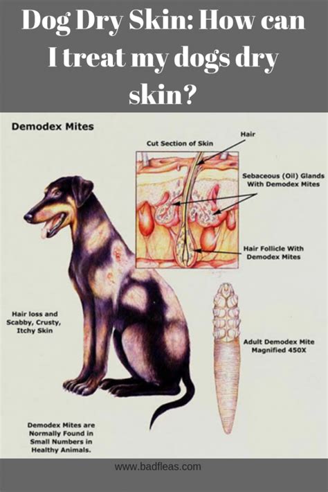 55 HD Skin Mites On Dogs Treatment - insectza