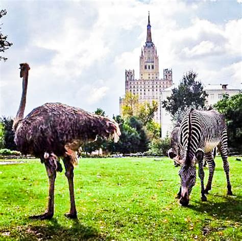 Moscow Zoo - Kids activity- Kids Zoo -Zoopark