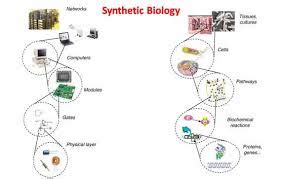 Synthetic Biology - Assignment Point