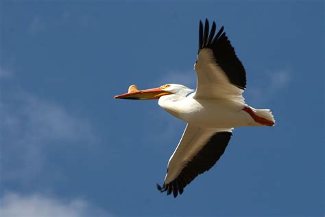 Flying American White Pelican photo and wallpaper. All Flying American White Pelican pictures