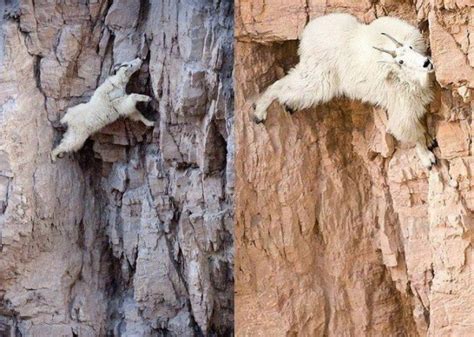 The Incredible Mountains Goat Climbers