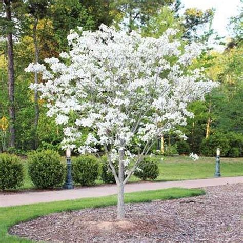 White Dogwood Tree | White flowering trees, Dogwood trees, Flowering trees