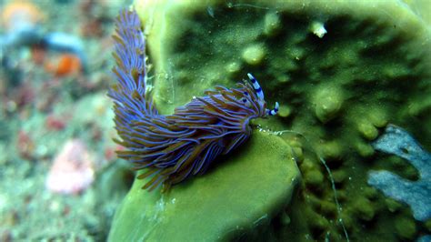 Blue Dragon, Pteraeolidia ianthina, Nudibranch Kurnell, NSW, Australia | Ocean life, Fish pet ...