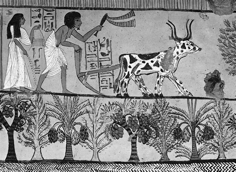 Ancient Egyptian Agriculture