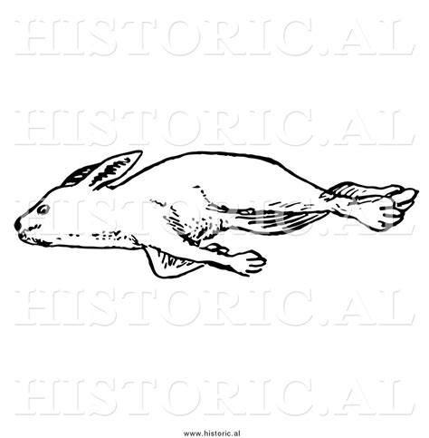 Illustration of a Dead Rabbit Laying on Its Right Side - Black and ...