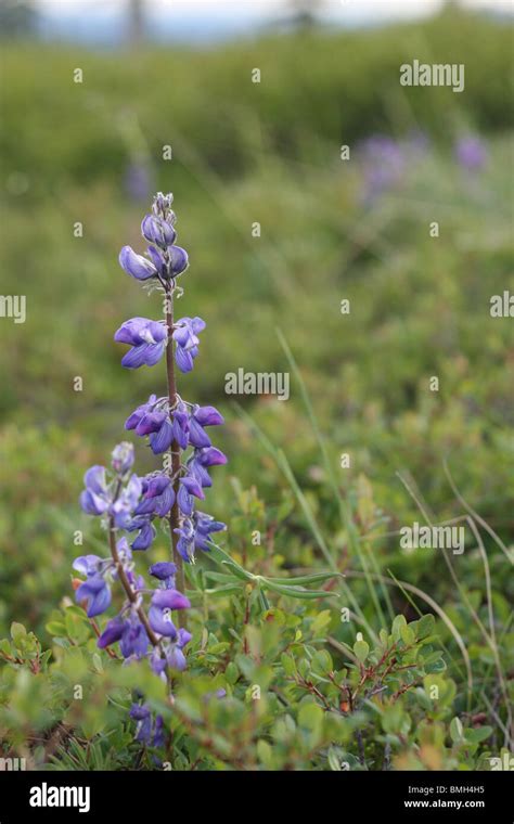 Arctic Lupine Flower Stock Photo - Alamy