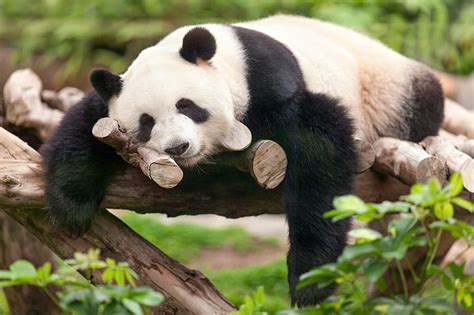 HD wallpaper: Animal, Panda, Cute, Sleeping | Wallpaper Flare