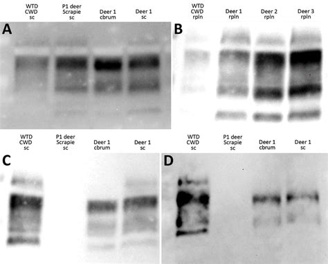 Figure 2 - Scrapie versus Chronic Wasting Disease in White-Tailed Deer - Volume 30, Number 8 ...