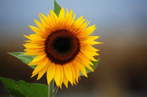 Sun flower - | Fotografía de girasol, Cuadros de girasoles, Fotos girasoles